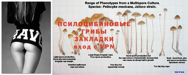 ПСИЛОЦИБИНОВЫЕ ГРИБЫ Бронницы